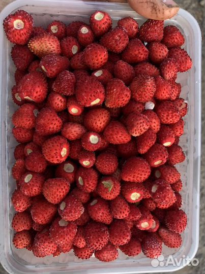 Земляничное пюре (замороженное)