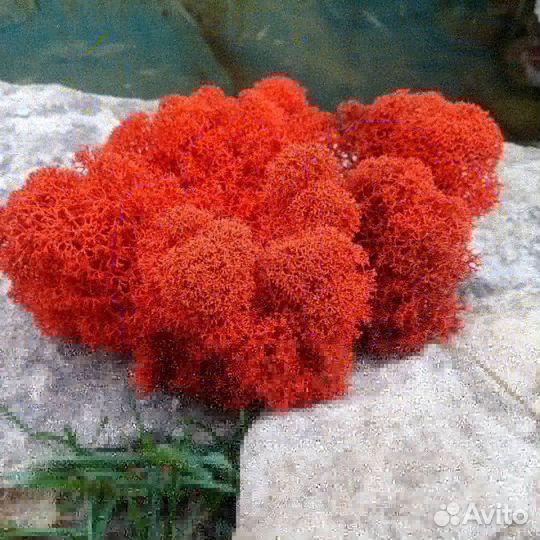 Стабилизированный мох в ассортименте