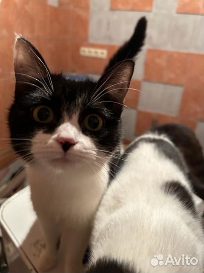 Котенок 4 месяца Маркиза