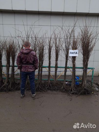 Саженцы липы