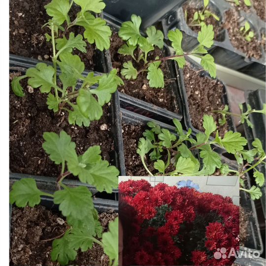 Цветы многолетние