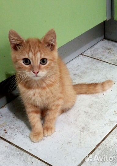 Минутка 2,5 мес