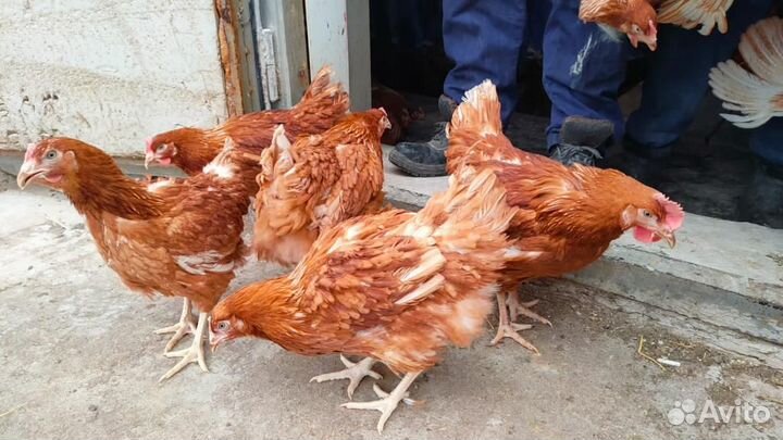 Куры Несушки