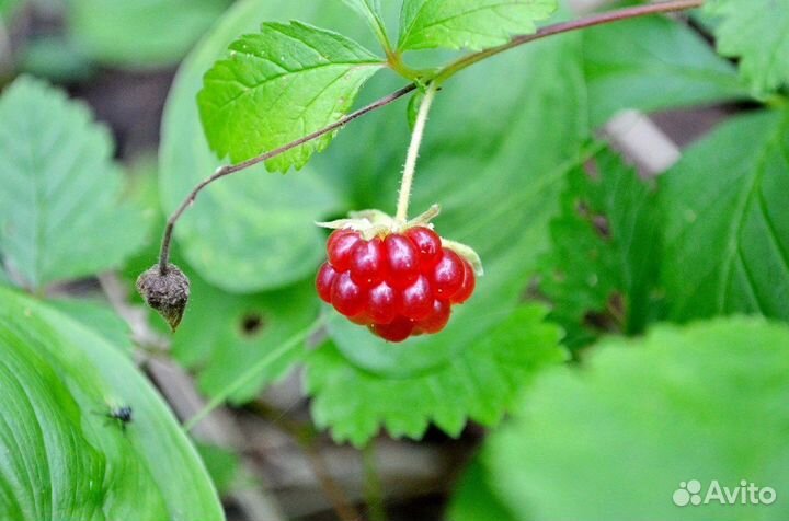 Княженика сортовая