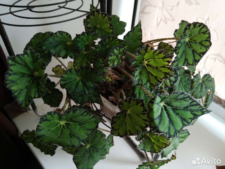 Цветы комнатные разные