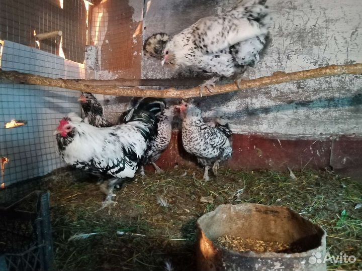 Семьи кур уток павловские, орпингтон, араукан