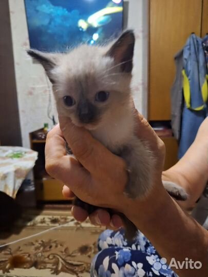 Котята.отец таец