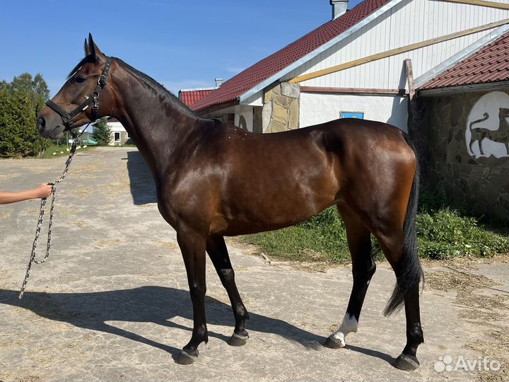 Молодая перспективная кобыла