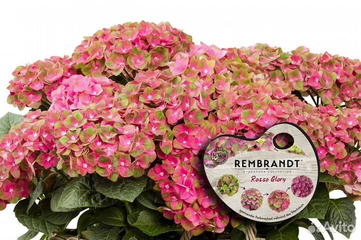 Гортензии Бесконечное Лето Блу, Эрли Блю, Рембранд