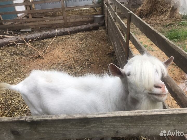 Козел на племя