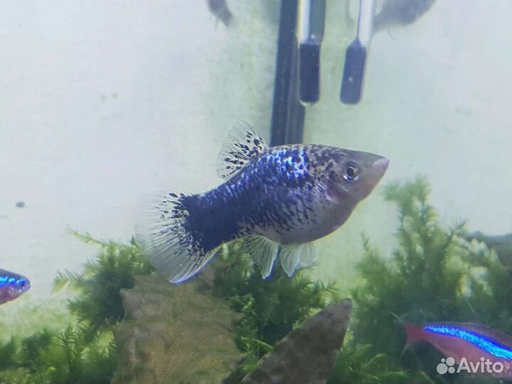 Много рыбы, новое поступление