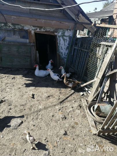 Мускусные утки