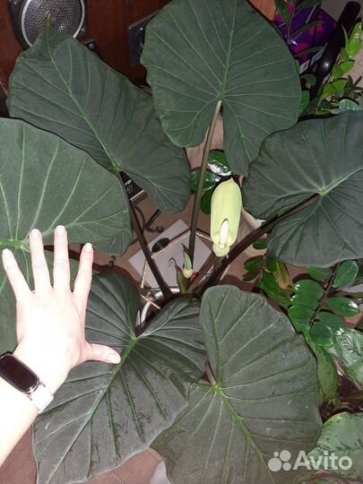 Алоказия Регал Шилдс