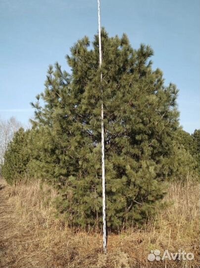 Сосна кедровая