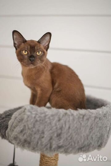 Бурманские лиловые котята с документами