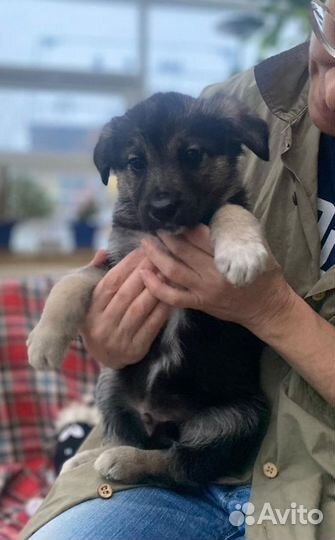 Овчаристые щенки