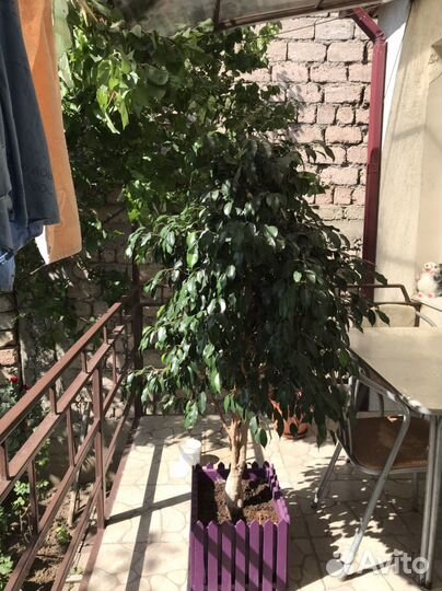 Фикус Бенджамина