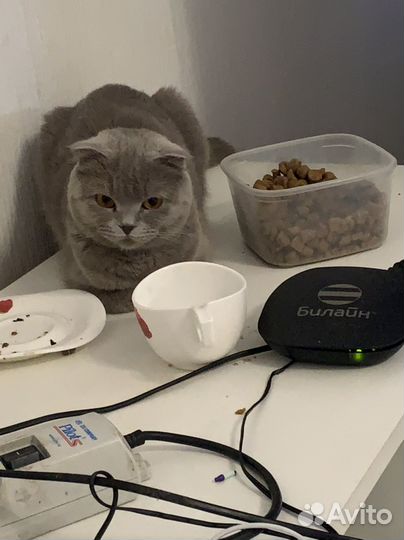 Отдам в добрые руки