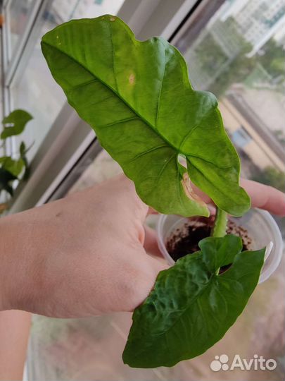 Сингониум Rainbow, Австралия, Клубничный лед