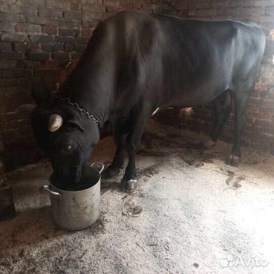 Продам быка