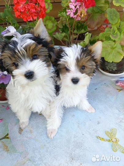 Малыши крепыши