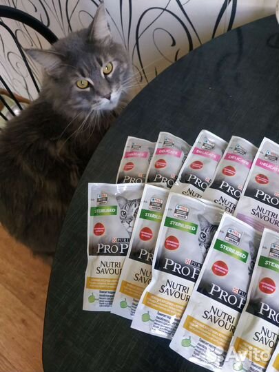 Корм для кошек Pro plan, влажный, 85 гр