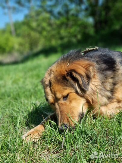 Дружелюбный Гарик ищет дом из приюта