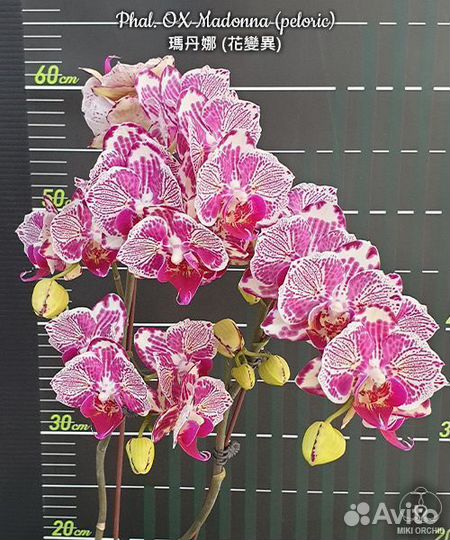 Орхидея Мадонна бабочка