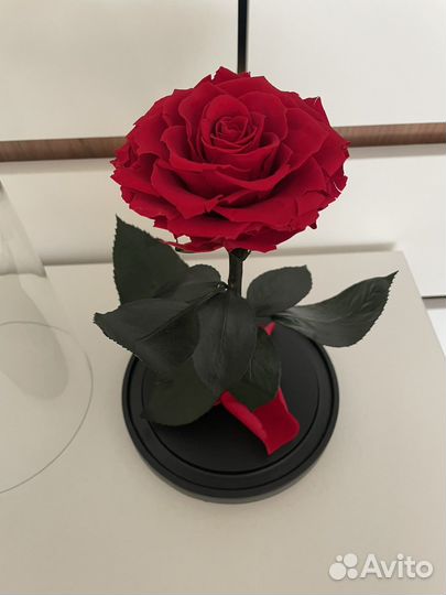 Вечная роза в колбе