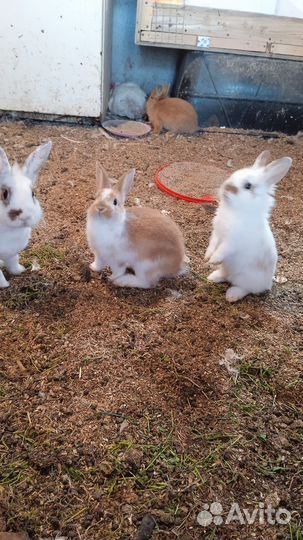 Продам кроликов декоративных