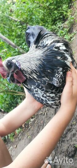 Молодые петухи