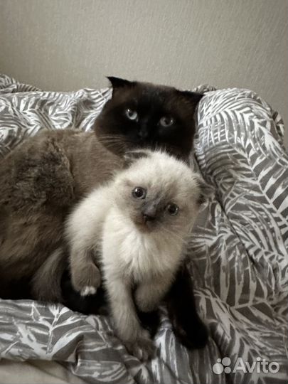 Вислоухие котята