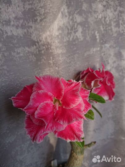 Адениум привитый