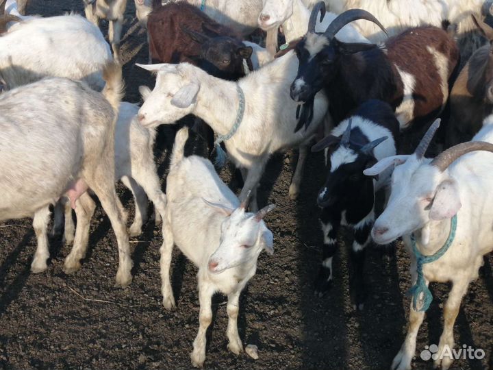 Козлята