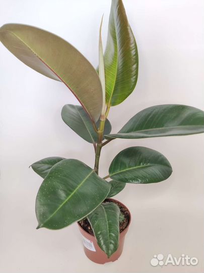 Фикус эластика робуста