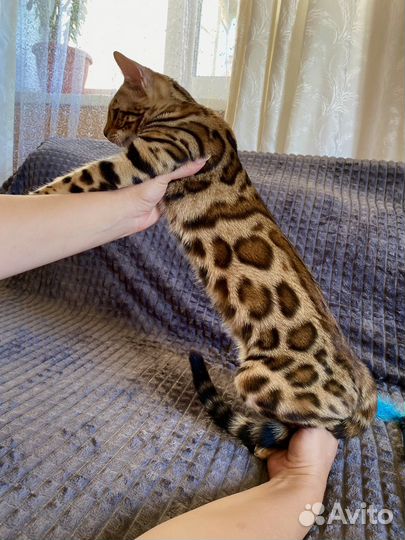 Девочка. Чистые ген тесты