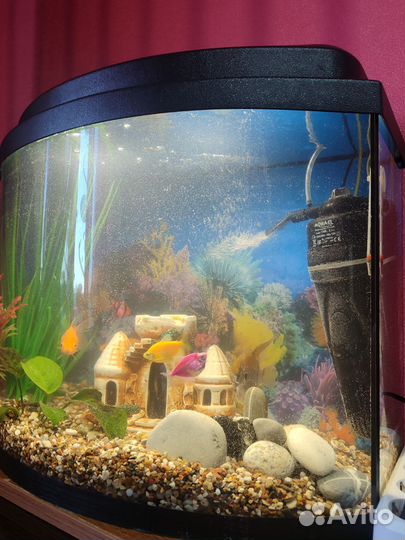 Аквариум с рыбками