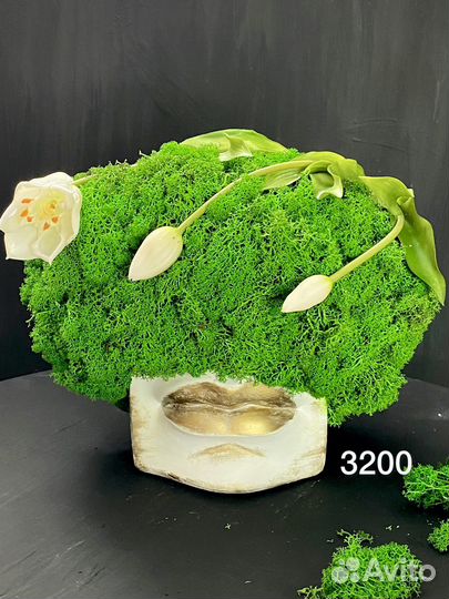 Стабилизированный мох