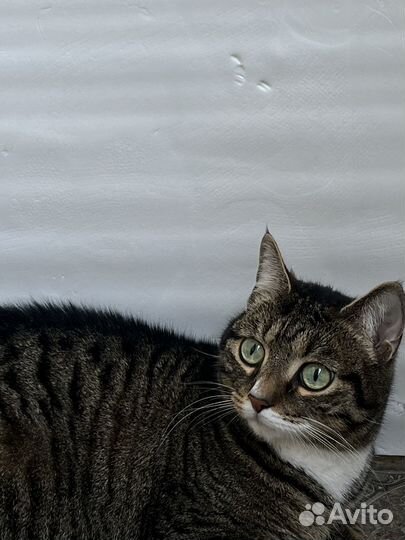 Котик в добрые руки