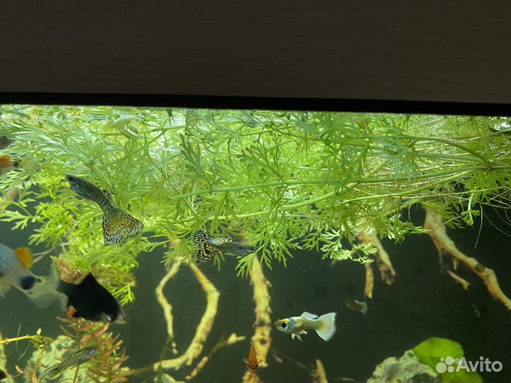 Аквариумные растения