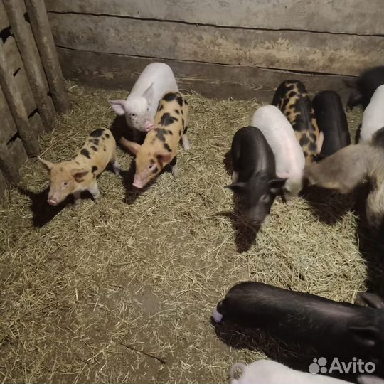 Поросята ландрас дюрок