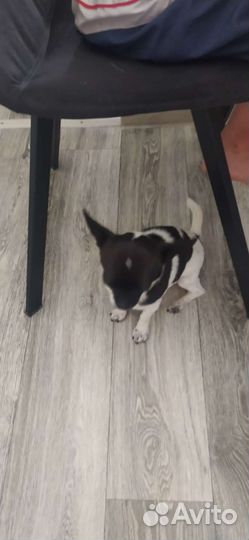 Чихуахуа мини