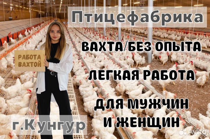 Упаковщик на птицефабрику в Кунгуре. Без опыта