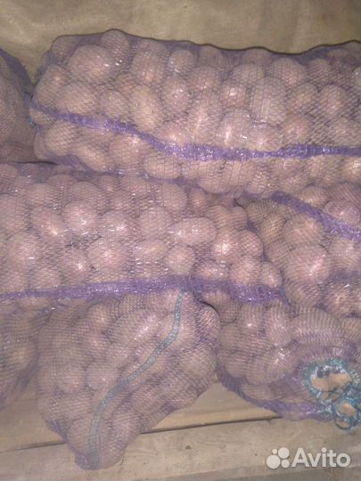 Продам картофель