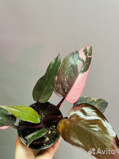 Филодендрон розовая принцесса
