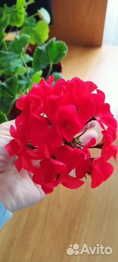 Пеларгония герань