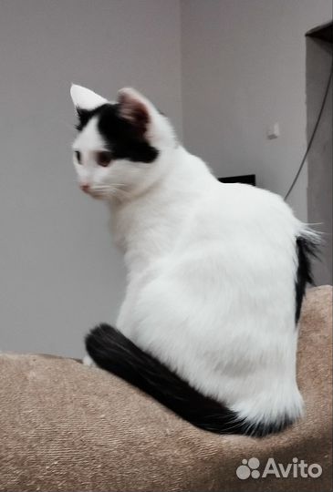 Кошечка - стерилизованная девчонка