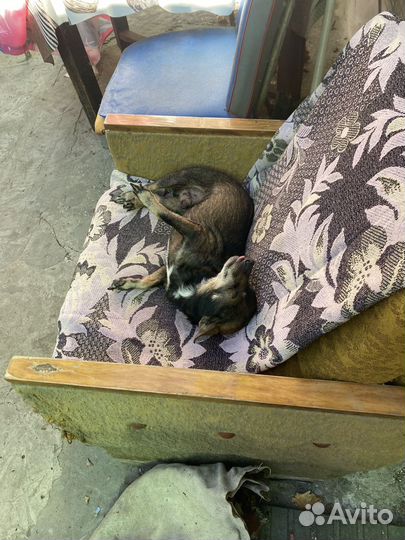 Собака в добрые руки