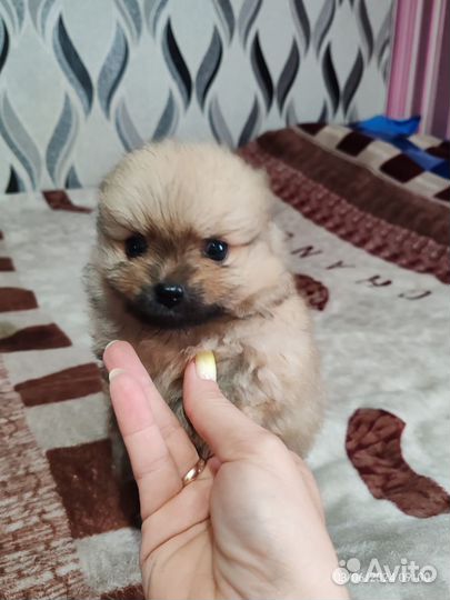 Померанский шпиц мини