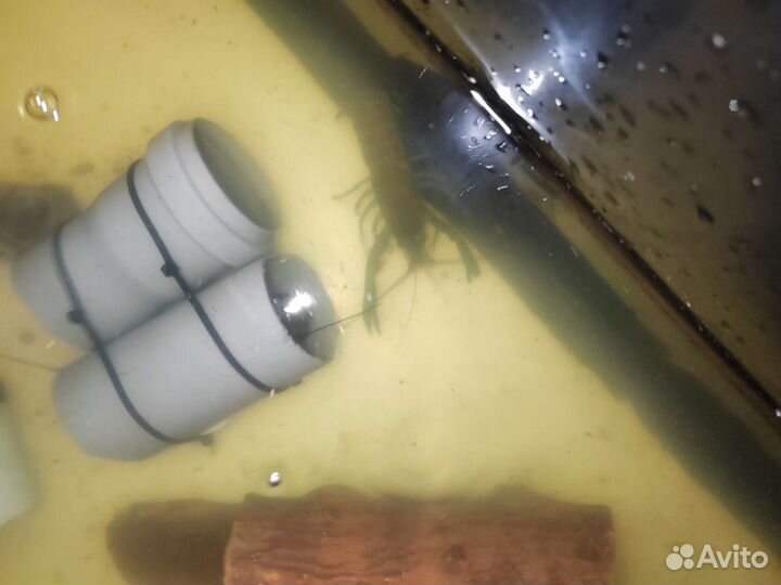 Животные, рыбки, аквариумы